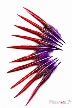 Goldfasan Sprössel - 15-20 cm - violett-karmin